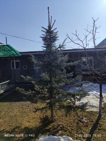 цветы искусственные бишкек: Голубой ель — 5