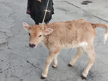 бык производитель: Продаю | Тёлка | Для разведения | Привязанные — 2