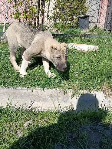 собаки вязка: Алабай, 3 месяца, Самка, С прививкой, С родословной — 4
