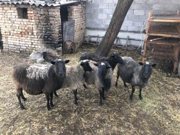 узи для животных цена: Продаю | Овца (самка), Ягненок, Баран (самец) | Романовская — 1