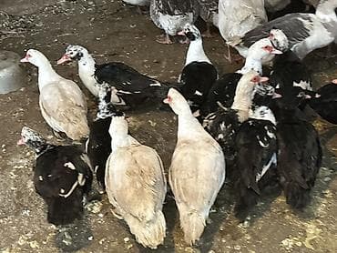 меняю на корову: Индоутки — 6