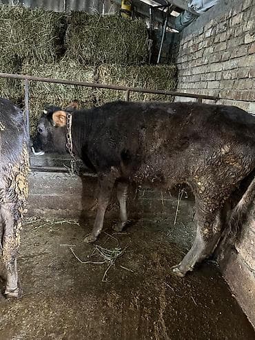 Кемирүүчүлөр: Сатам | Музоо | Аргын | Бордоп семиртүү үчүн | Байланган — 2