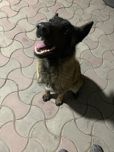 собаки охотничие: Порода: бельгийская овчарка (малинуа). Девочка 10 месяцев Нету — 4