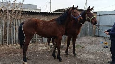 в добрые руки собаку: Продаю | Кобыла (самка) | Рабочий — 2