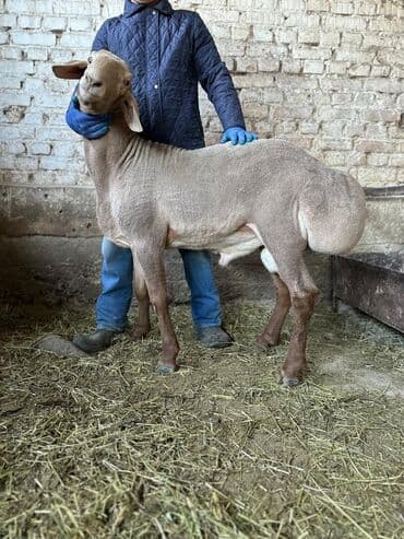 продаю в связи с переездом: Продаю | Баран (самец) | Арашан | Для разведения | Осеменитель — 10