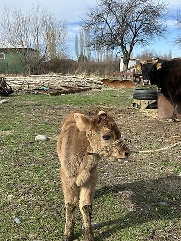 бык абердин ангус: Продаю | Корова (самка) | Для молока | После отела — 5