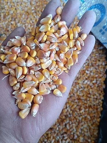 бройлерные куры: Срочно Срочно Срочно 23,50 сатам ( продаю) Кукуруза (зерно) - — 1