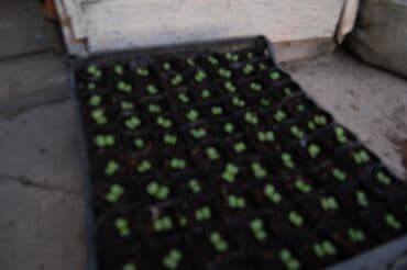 разнорабочий в бишкеке: Ищу бизнес партнера, инвестора, для выращивания овощей (открытый — 29