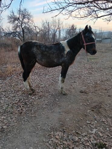 корм для домашних животных: Продаю | Кобыла (самка) | Рабочий — 4