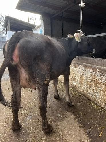 кобыла жеребая: Продаю | Корова (самка) | Для молока | Стельные — 1