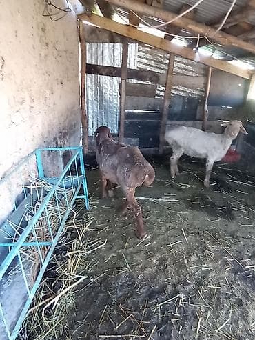 крыса белая: Продаю | Овца (самка) | Для разведения | Матка — 3