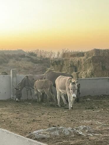 домик для животных: Ослы – поголовье для хозяйства Описание: - На продажу группа ослов — 2