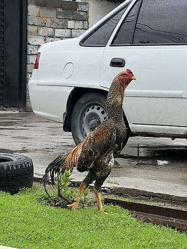 Продаю | Петух | Бойцовая | Для разведения