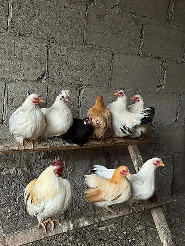 Продаю | Куры, Петух