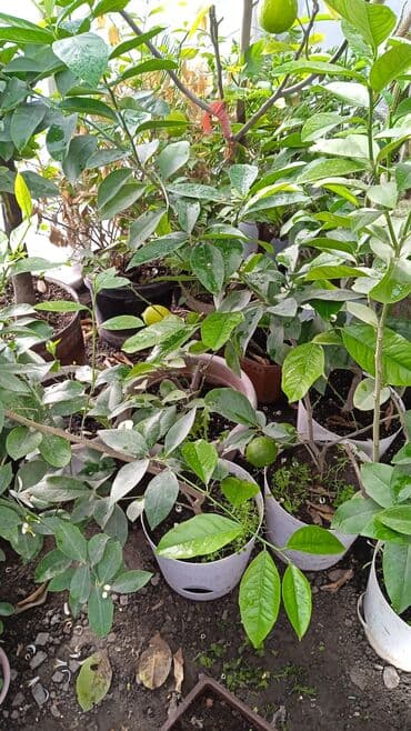 семена салата: Продаются лимоны адрес,по жебек желу между старым автовокзалом и — 3