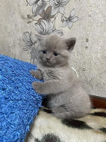 сколько стоит породистая кошка: Плюшевые медвежата: шотландско-британское очарование! Продаются — 7