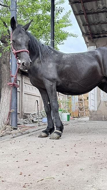 иттер ош: Сатам | Бээ (ургаачы) | Көбөйтүү үчүн | Асыл тукумдуу — 5