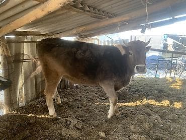 карова швиц: Продаю | Корова (самка) | Швицкая | Для молока — 3