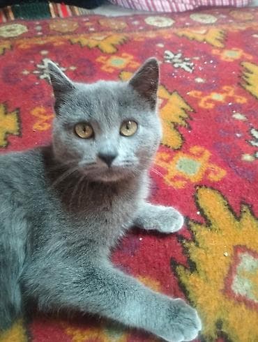 бесплатный кошки: Котёнок с плотной короткой шерстью ровного серо‑голубого окраса. Глаза — 1