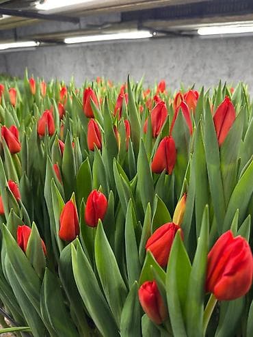 Тюльпаны тепличного выращивания от производителя интересные цены - at lalafo.kg Тюльпаны тепличного выращивания от производителя интересные цены -