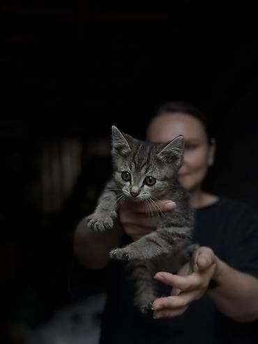 Бездомные котята 5шт ищут дом и любящих хозяев - Возраст: 1,5 месяца — 4