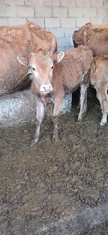 ат бишкек: Сатам | Кунаажын | Бордоп семиртүү үчүн — 2