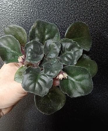 глоксини: Продаю молодые фиалочки 🌺🌿🌺 По всем вопросам обращайтесь по телефону — 10