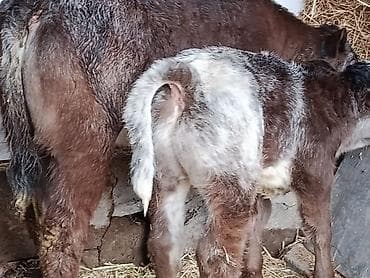 ангус уй: Продаю | Бык (самец), Тёлка, Музоо, торпок | Бельгийская — 2