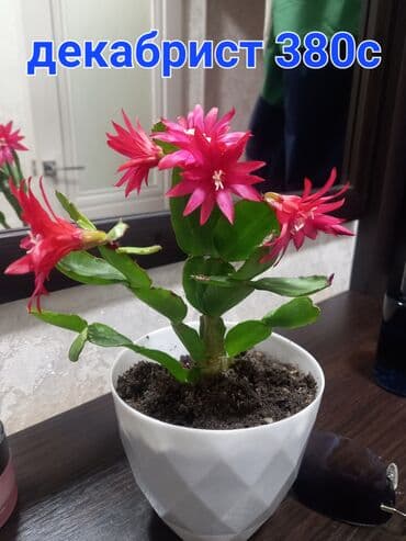 поделки на осень: Декабрист (Schlumbergera) — комнатный кактус с плоскими членистыми — 4