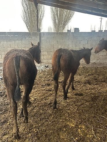 Продам с/х животных: Продаю | Жеребенок | Английская | Для разведения | Племенные — 3