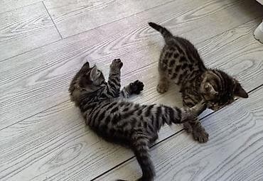 Продажа кошек: Бенгальская, 1 месяц, Девочка, Золотая шиншилла, Приучена к лотку — 2