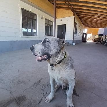 парода уйлар: Продам щенка среднеазиатская овчарка (алабай, 5,5 месяцев )Окрас — 2