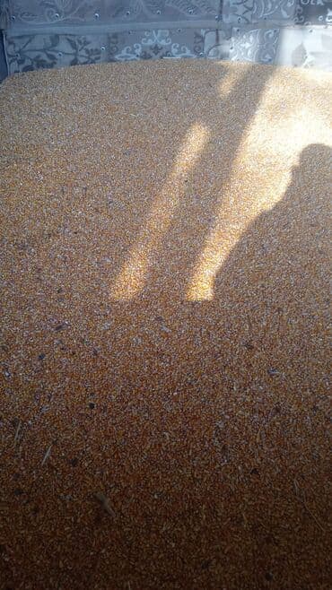 куринный навоз: Кукуруза рушенная 30 тонн 
По 22 сома 
Свмовывоз — 2