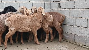 куплю домашнее животное: Продаю | Ягненок | Для разведения — 2