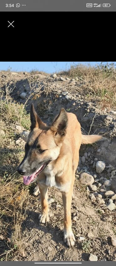 Бельгийский овчарка обмен с алабая или продам девочка