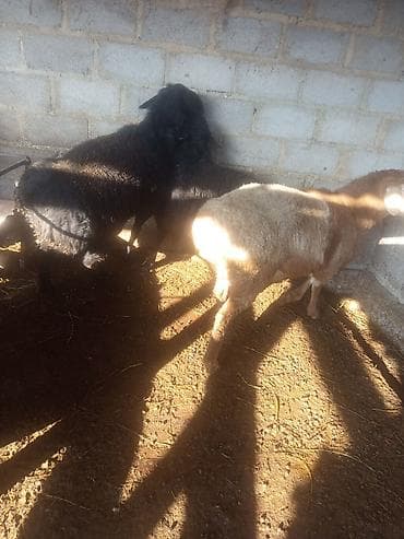 Ветеринар кызматы: Сатам | Кочкор (эркек) | Эдильбай, Арашан | Көбөйтүү үчүн — 5