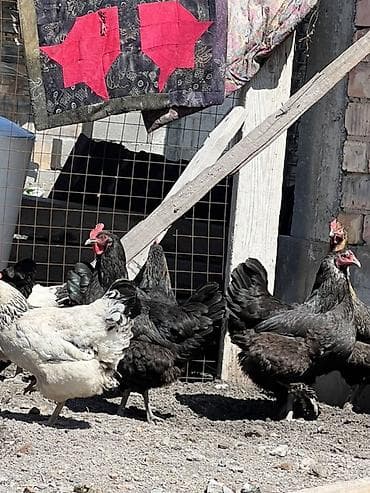 Үй жаныбарлары: Сатам | Тооктор — 8