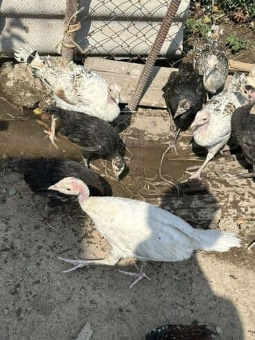 сколько стоит вислоухие кошки: Продаю | Индюшка (самка) | Полукровка — 11