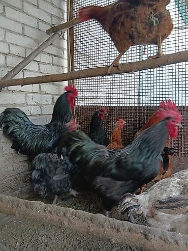 журавль: Продаю — 5