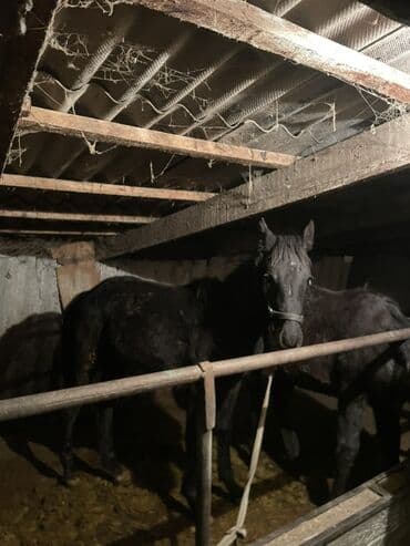 продам бу оборудование для птицефабрики: Продаю | Жеребенок | Конный спорт — 2