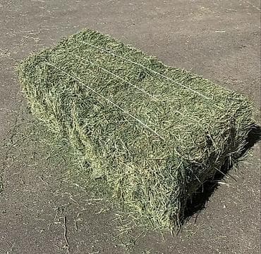 бекер уй: Люцерна ( Беде) в тюках (прямоугольные кирки). люцерна из луговов — 3