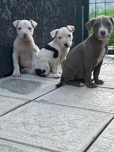 рр питбуль: Питбуль, 1 месяц, Самец — 4