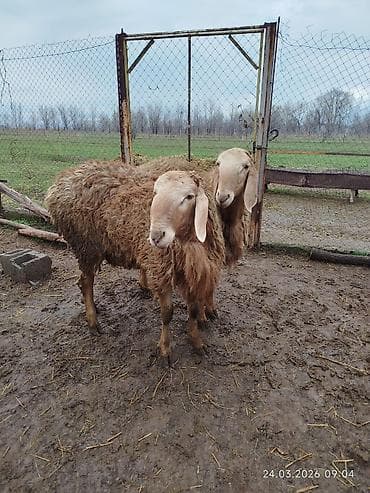 кара кон: Продаю | Овца (самка) | Романовская | Для разведения | Матка — 2