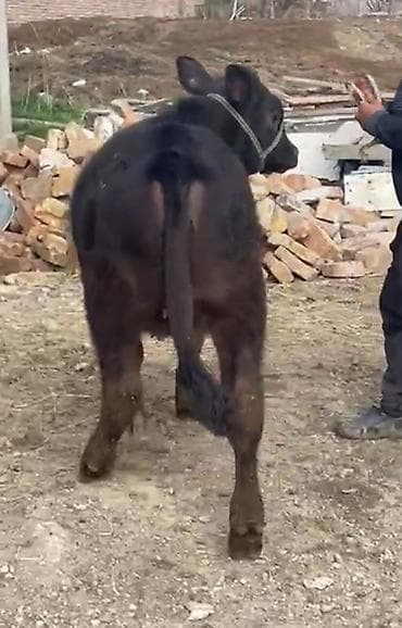 мини хайленд купить: Продаю | Тёлка | На откорм | Привязанные — 2