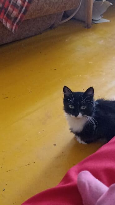 отдам в добрые руки котенка: Котята . отдам в хорошие руки. - На фото — помет из трёх котят: два — 9