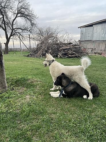 звонок собака: Лайка, 5 месяцев, Самец — 5