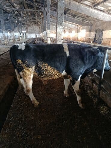 племенные коровы молочные купить: Продаю | Бык (самец) | Полукровка | На откорм | Привязанные — 2