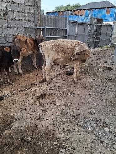 тай полукровка: Продаю | Бык (самец) | Полукровка | На откорм | Привязанные — 5