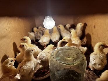 инкубационные яица: Продаю | Цыплята | Домашняя | На забой, Для разведения, Несушки — 3