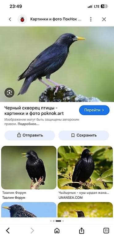 птицы щегол: Певчая птица — скворец (черный скворец) - Вид: скворец, компактного — 2